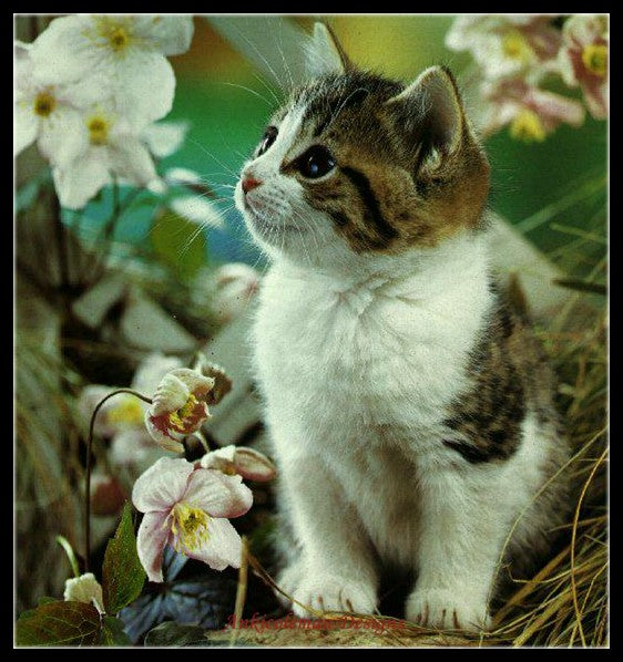 Curious Cute Kitten - Counted Cross Stitch Patterns Embroidery Crafts Needlework DIY Chart DMC Color