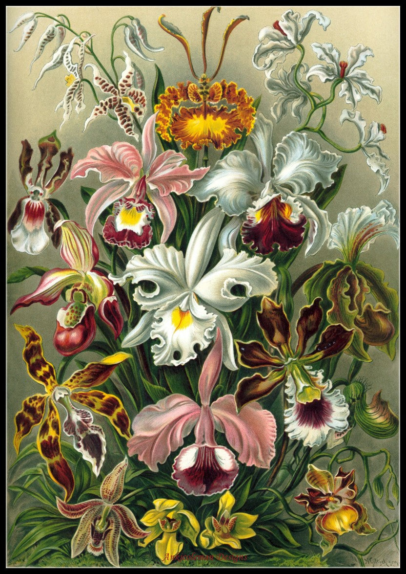 Haeckel Orchids - Counted Cross Stitch Patterns Embroidery Crafts Needlework DIY Chart DMC Color